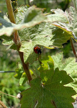 Small ladybug on a green leaf with a blurred natural background