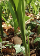 Green plants with leaves and stems in a natural setting biodiversity in the vineyard