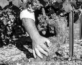 Champagne Achille Princier