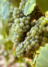 Close-up of Pinot Blanc grapes on a vine with a blurred background