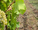Grapes growing on a vine with green leaves in a vineyard.